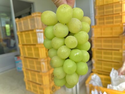 シャインマスカットの出荷が始まりました！